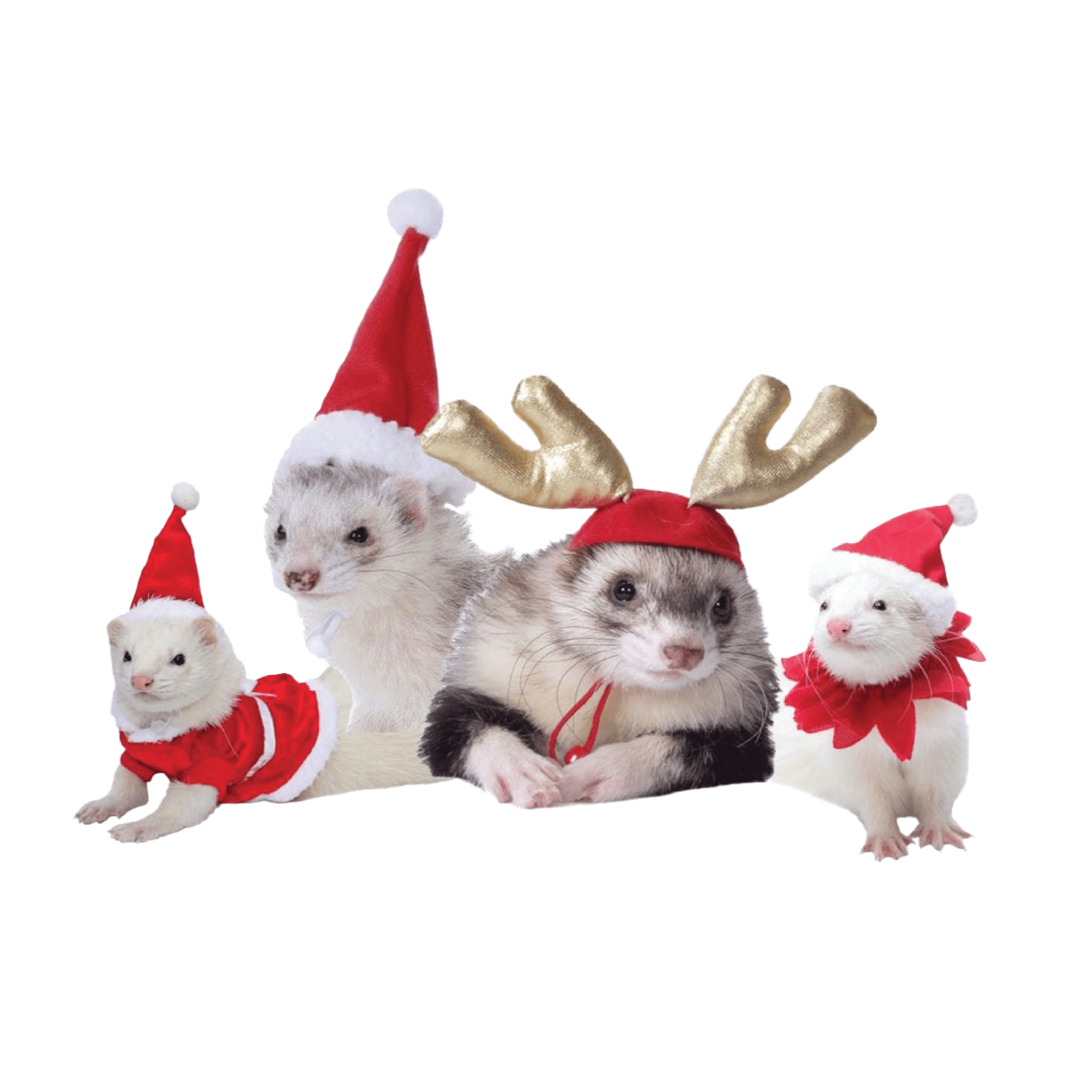 Holiday Safety Tips For Your Ferrets