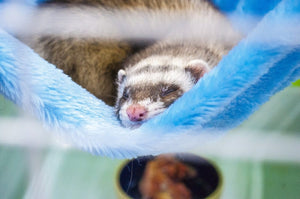 Ferret Enthusiasts Take Over Iconic Online Store